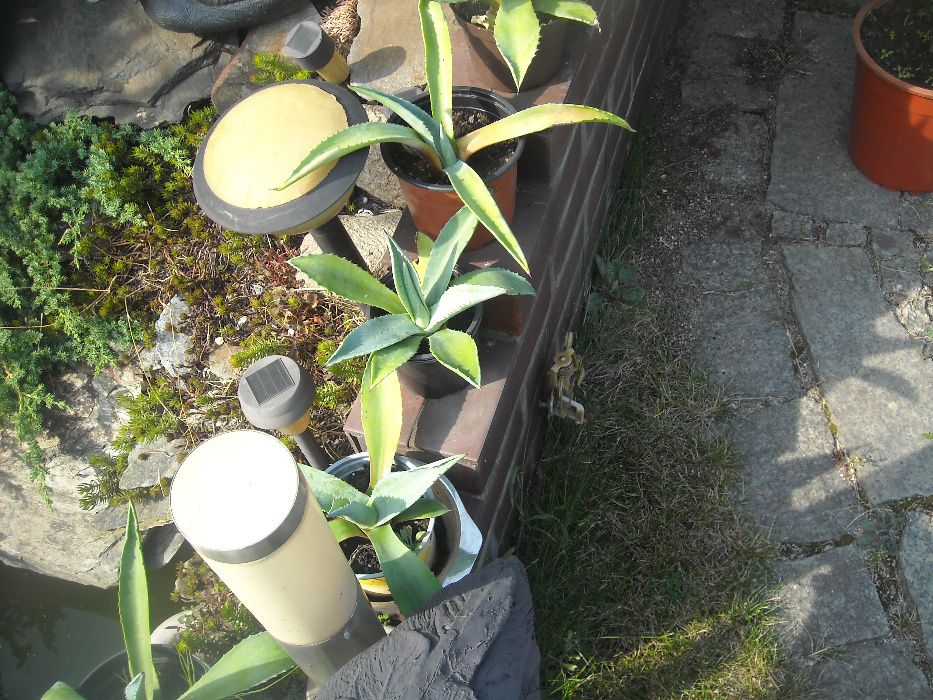 agawa kwiat wieloletni