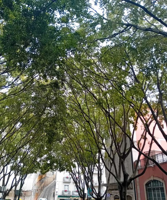 Trespasse loja á avenida da liberdade
 € 30 000
Renda 1500 Euros