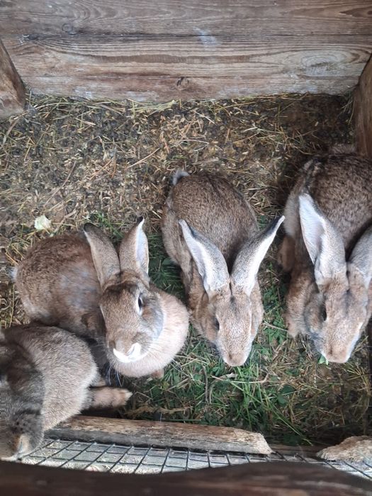 Продаються кролички