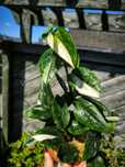 Monstera Standleyana philodendron Cobra albo variegata