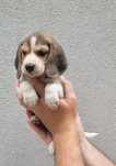 Beagle tricolor 2 meses