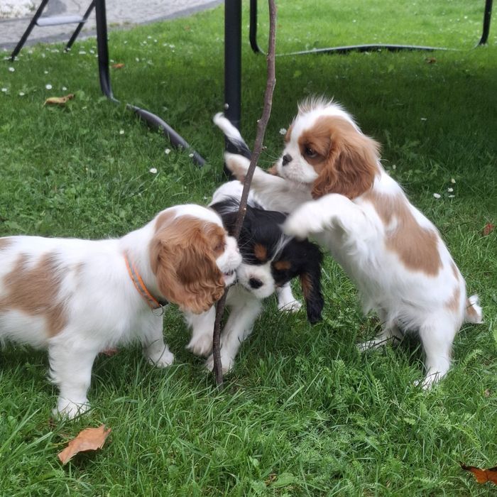 Piesek Cavalier King Charles Spaniel Związek Kynologiczny w Polsce FCI
