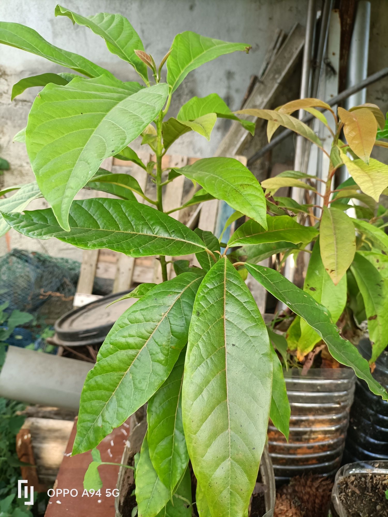 plantas tropicais plantas tropicais de pêra abacate bem desenvolvidas