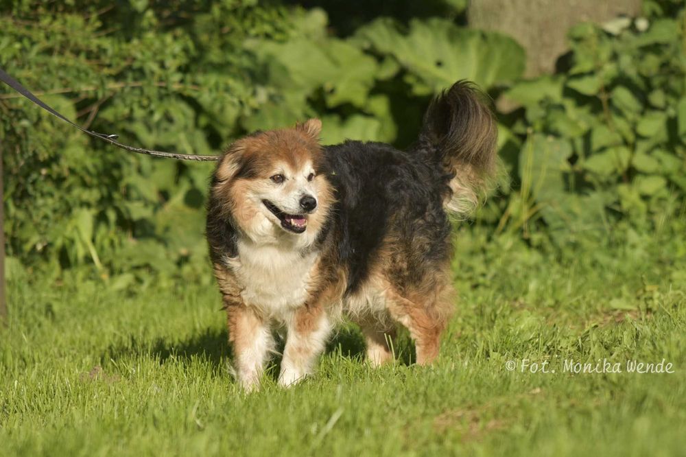 Ruletka_ pozytywny i pełen energii. Adopcja.