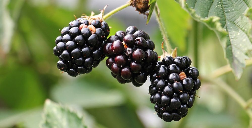 Czernica!Sadzonki Jeżyny!Jeżyna Bezkolcowa Gęste sadzonki w doniczkach