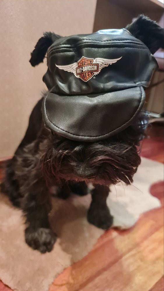 Harley Davidson  - Куртка, косуха, костюм, накидка, одежда для собак