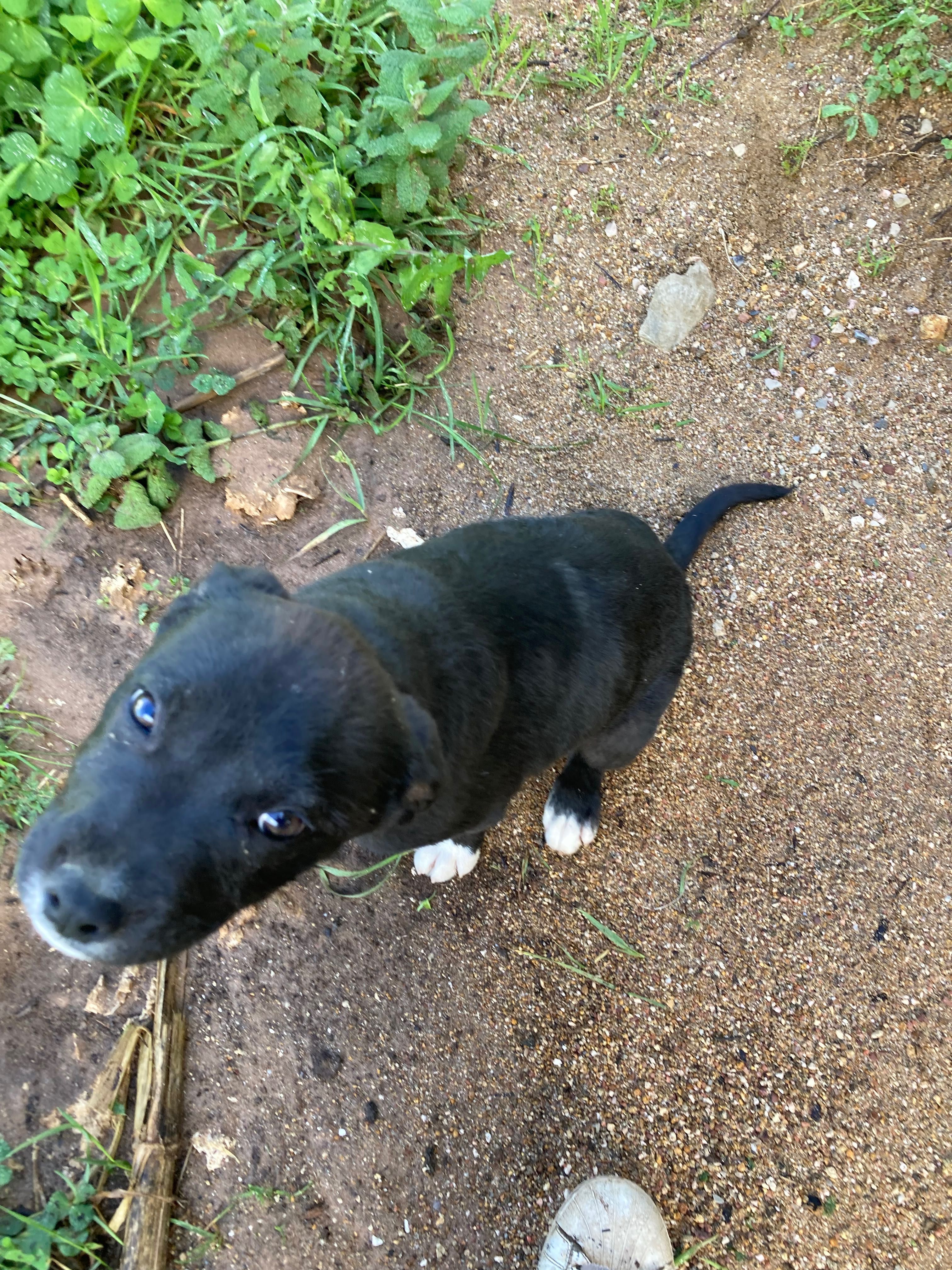 Cão para oferecer