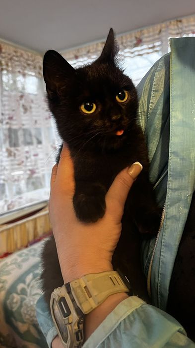 Шикарные котята бесплатно!