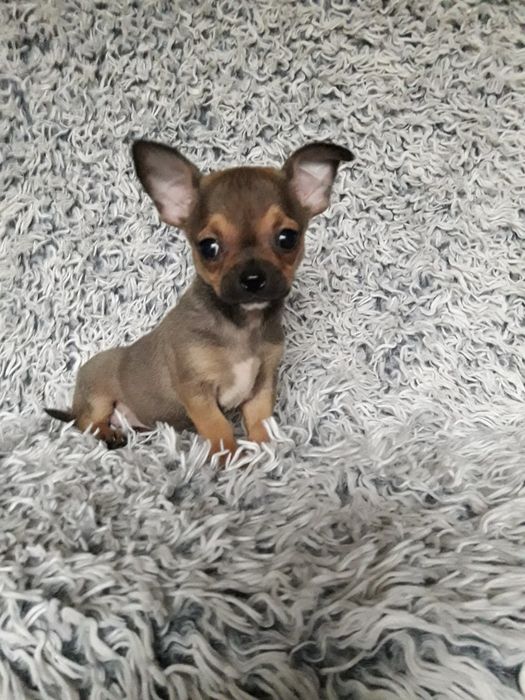 Chihuahua piasek krótkowłosy