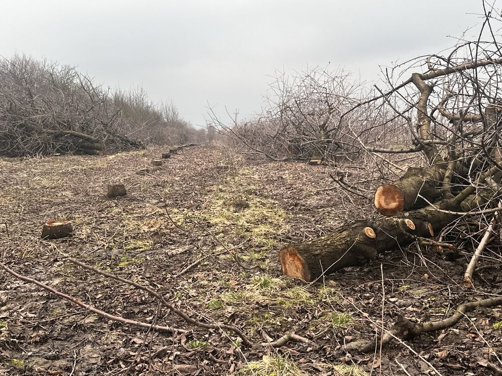 Wycinka Sadów Kompleksowe karczowanie samosiejek lasow zarośli