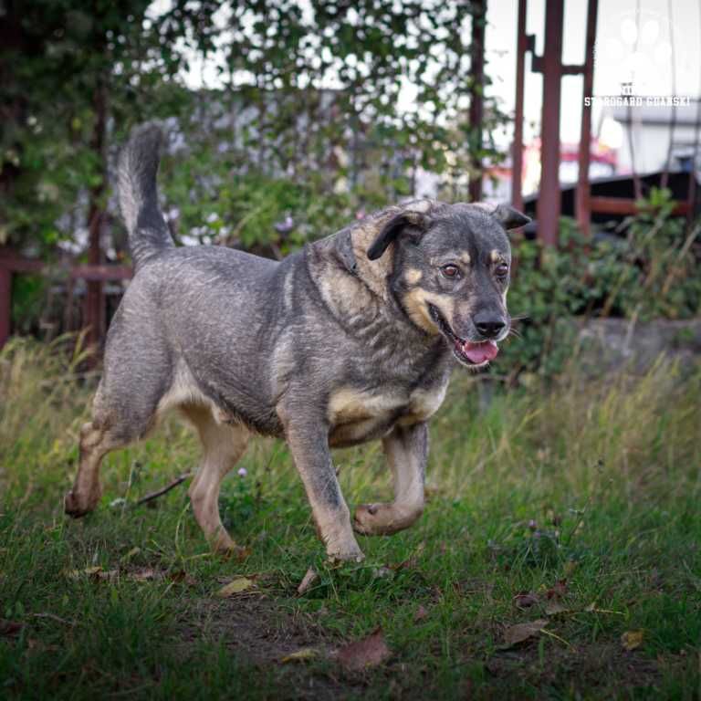 Duży Rufus do adopcji