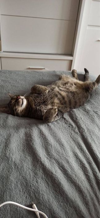 Два братики котики шукають сімʼю