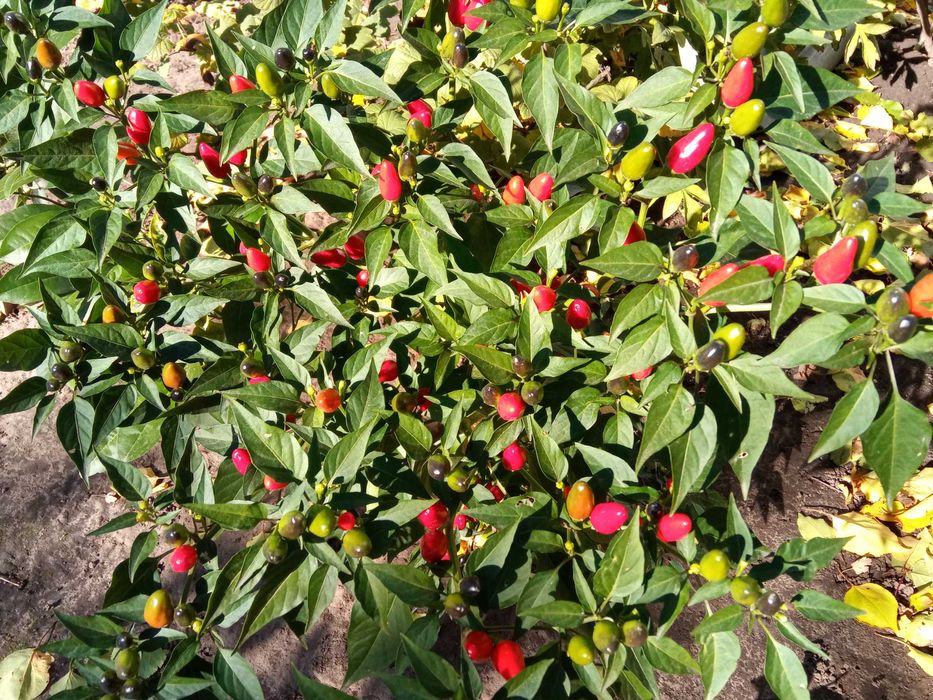 Перец огонек Семена. Перець вогник Насіння. Більше 100 плодів на 1 рос