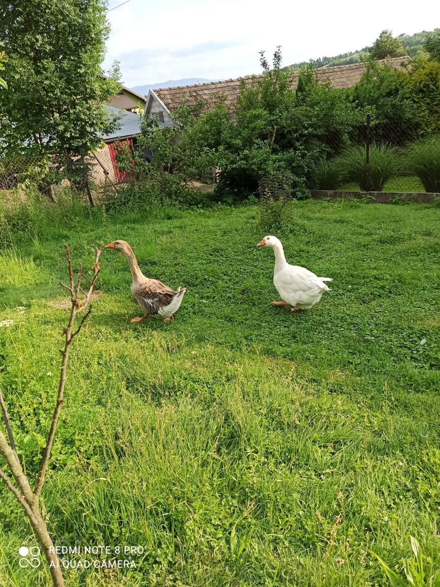 Gęsi zeszłoroczne i tegoroczne; biegusy