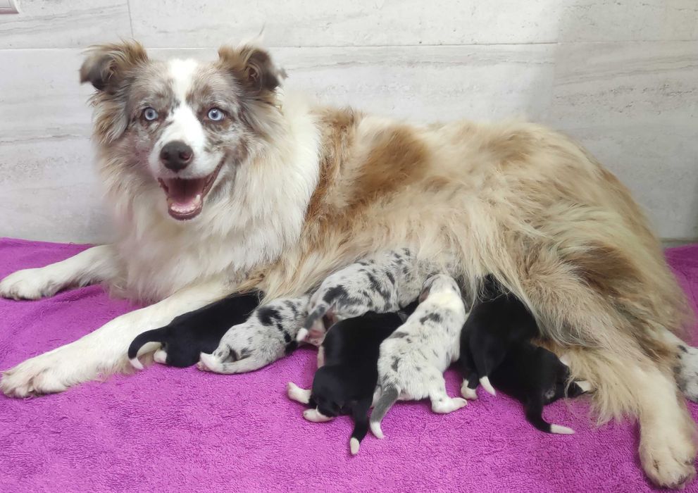 Szczenię BORDER COLLIE z Hodowli - Rasowy pies z pełną dok.