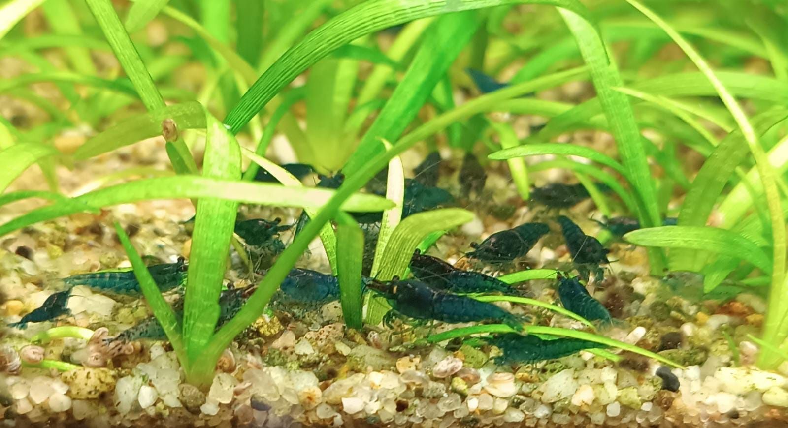 Krewetki Blue Velvet Neocaridina (niebieskie)