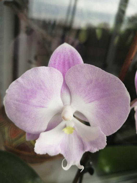 Орхидея Фаленопсис Jingle БИГ ЛИП