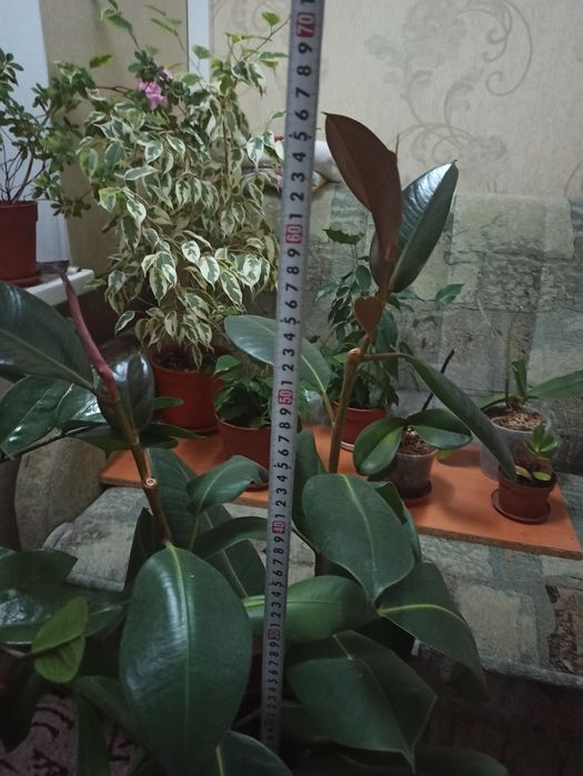 Фікус широколистий