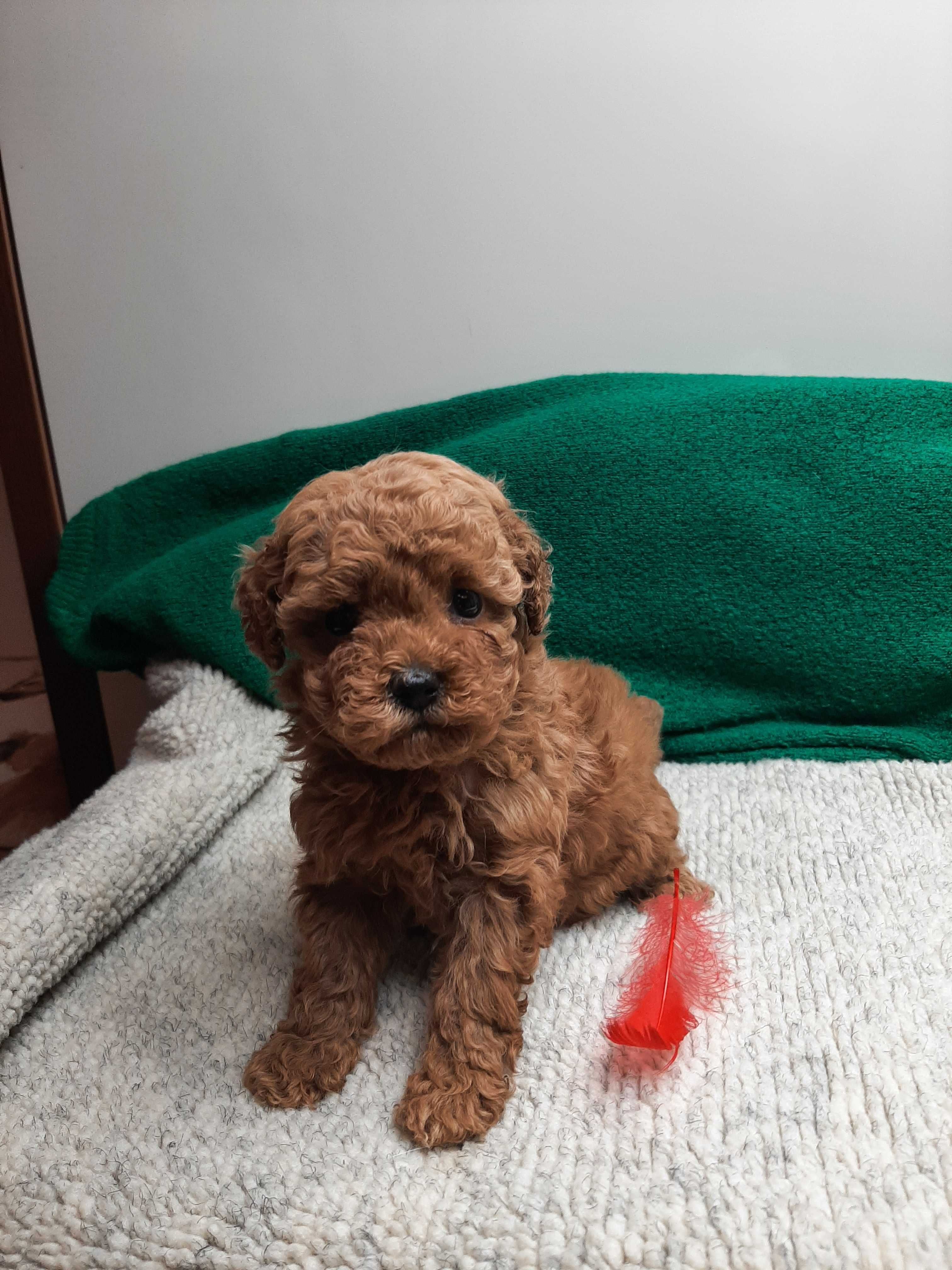 Malutki piesek pudel toy red - badania
