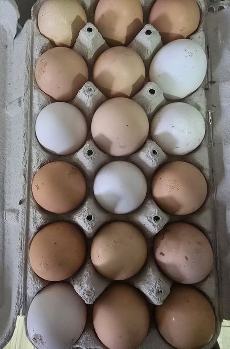 Ovos caseiros - biológicos