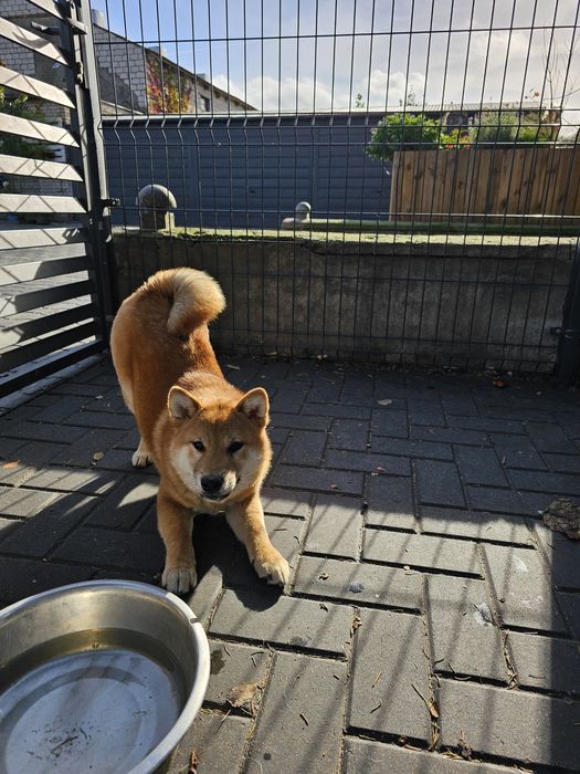 Shiba inu Shiba szczenię doskonały  rodowód ZKWP FCI