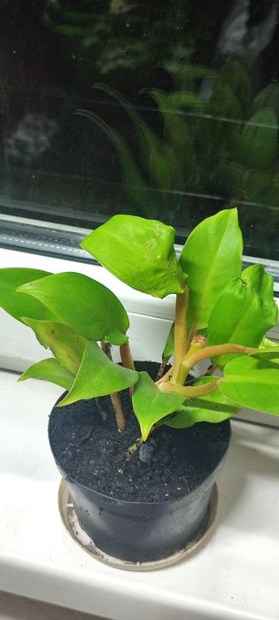 Филодендрон лимонный, комнатный цветок, комнатное растение