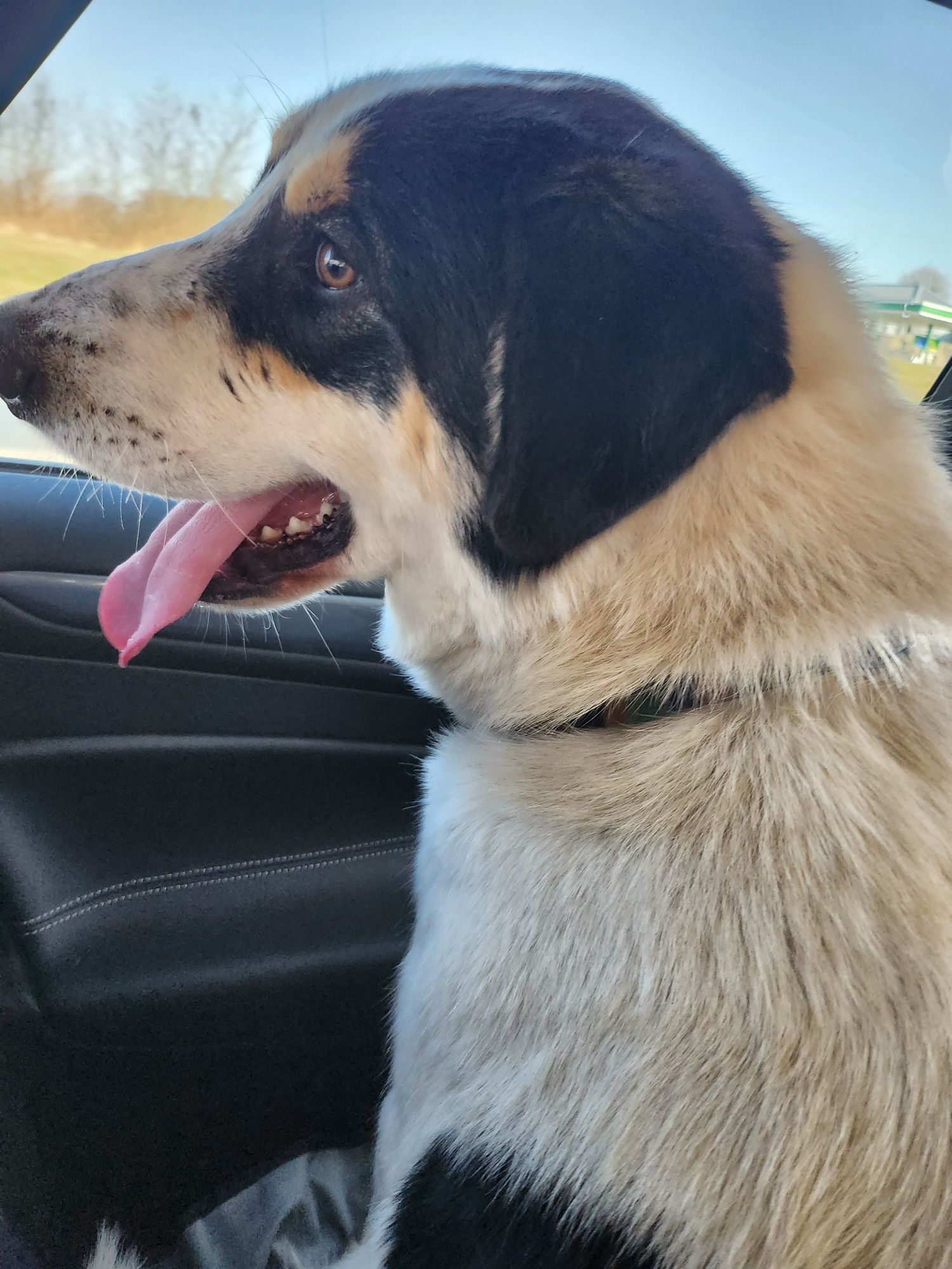 Lakuś do adopcji