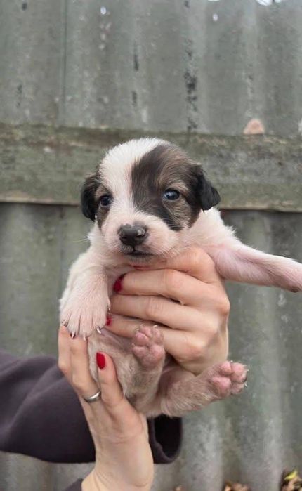 18 цуценят, врятуйте хоч одного