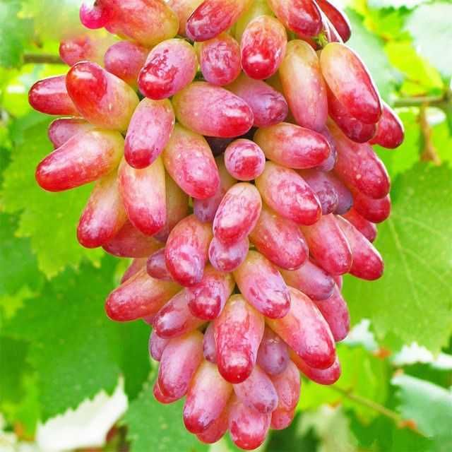 Videira de Uvas dedo de bruxa Compridas ROSÊ - SUPER DOCE - Vermelha