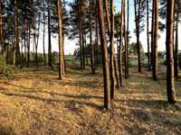 Продам ділянку 30 соток в лісі Воропаєв