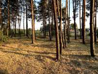 Продам ділянку 30 соток в лісі Воропаєв