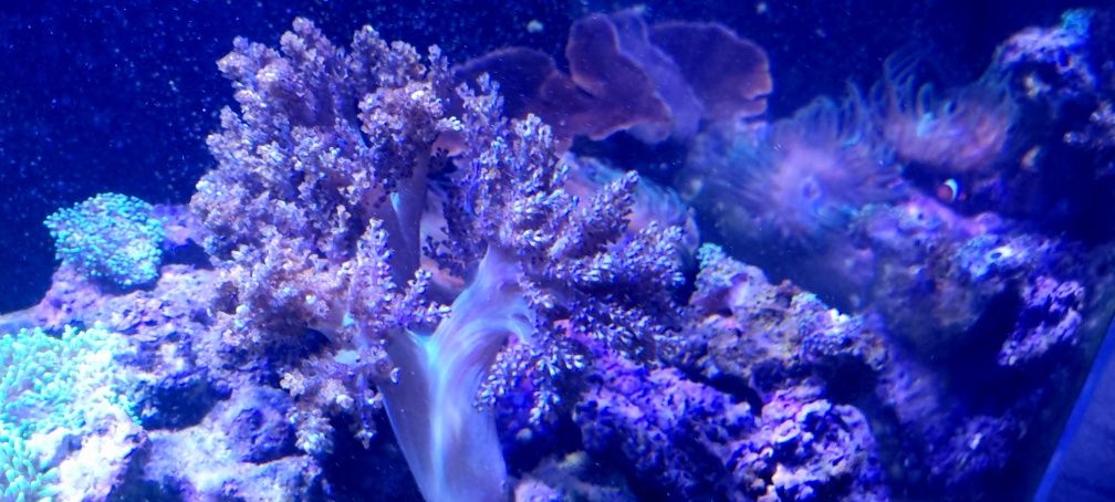 Capnella koralowiec miękki