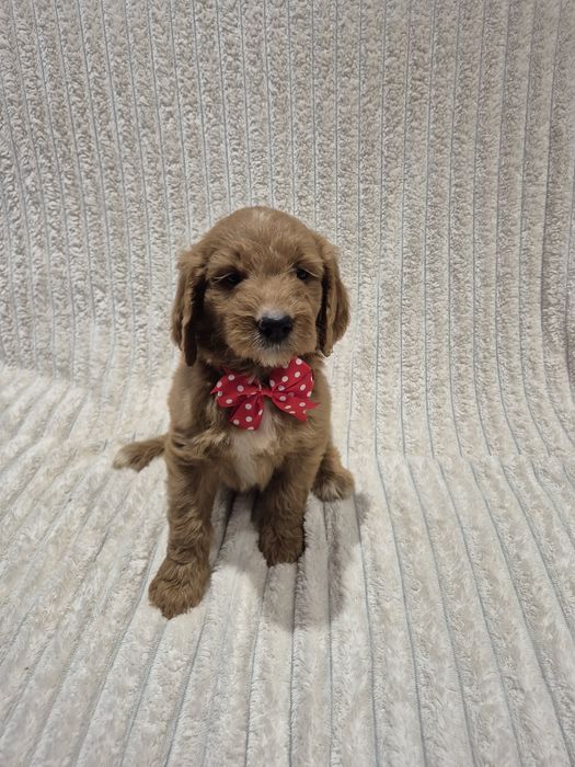 Goldendoodle f1 standard