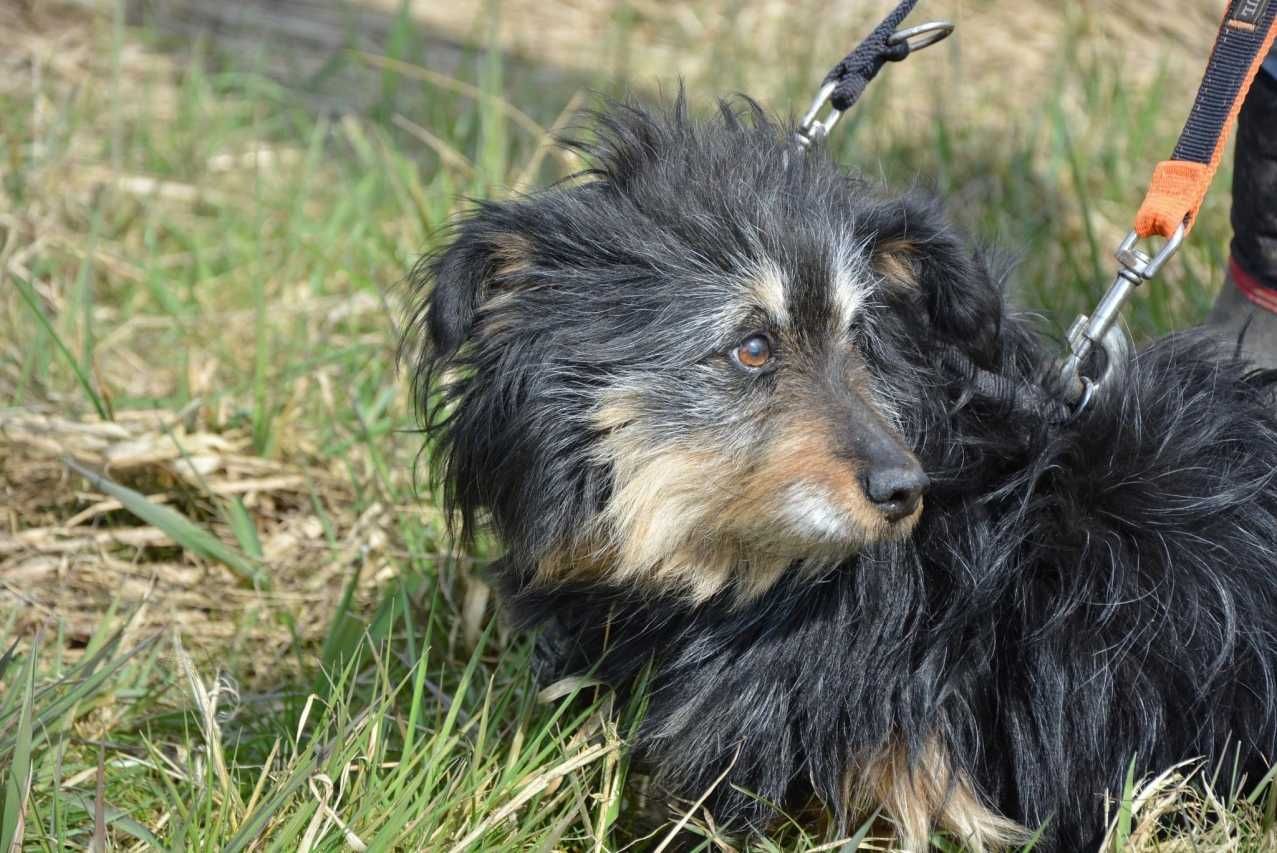 Chałka - spokojna, łagodna sunia do adopcji.