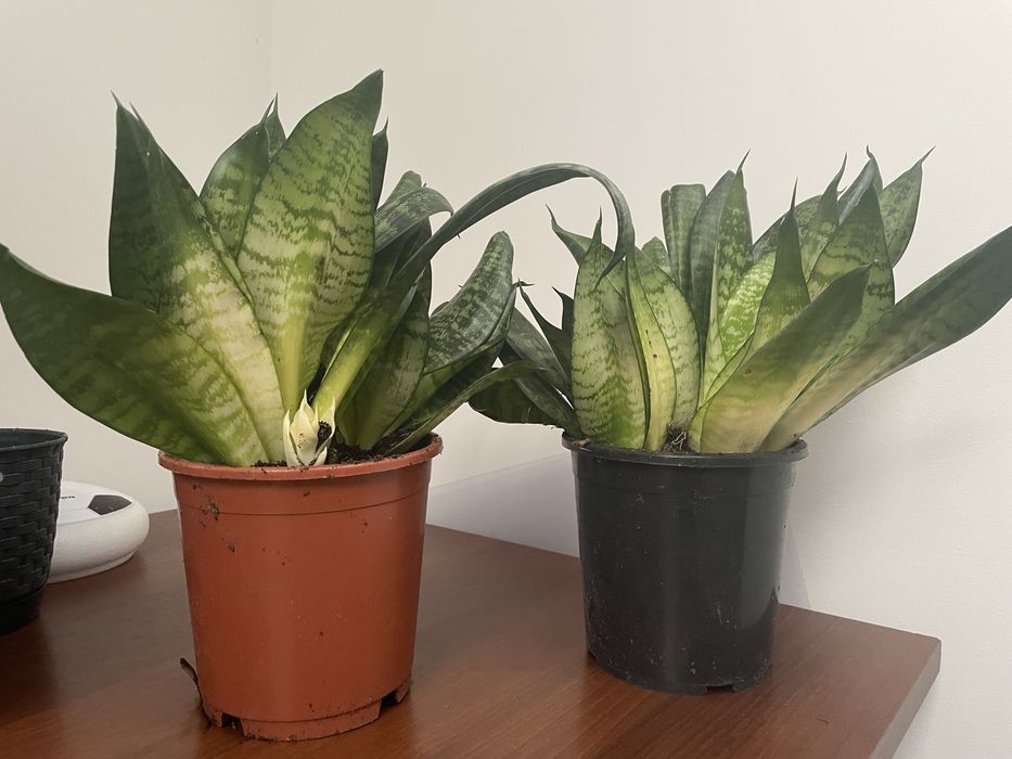 Sansevieria z domowej rozsady