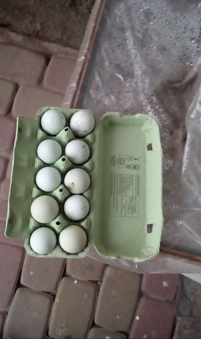 Sprzedam jaja lęgowe kur arakuanów araukanów bezogoniastych arakuany