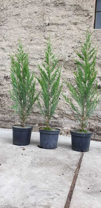 PROMOCJA! Szmaragd Thuja occidentalis Żywotnik zachodni 110cm!