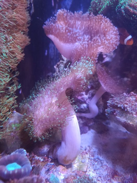 Sarcophyton średnica 20cm