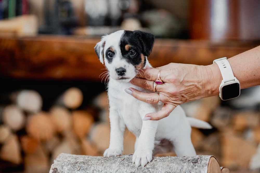 Parson Russell Terrier FCI