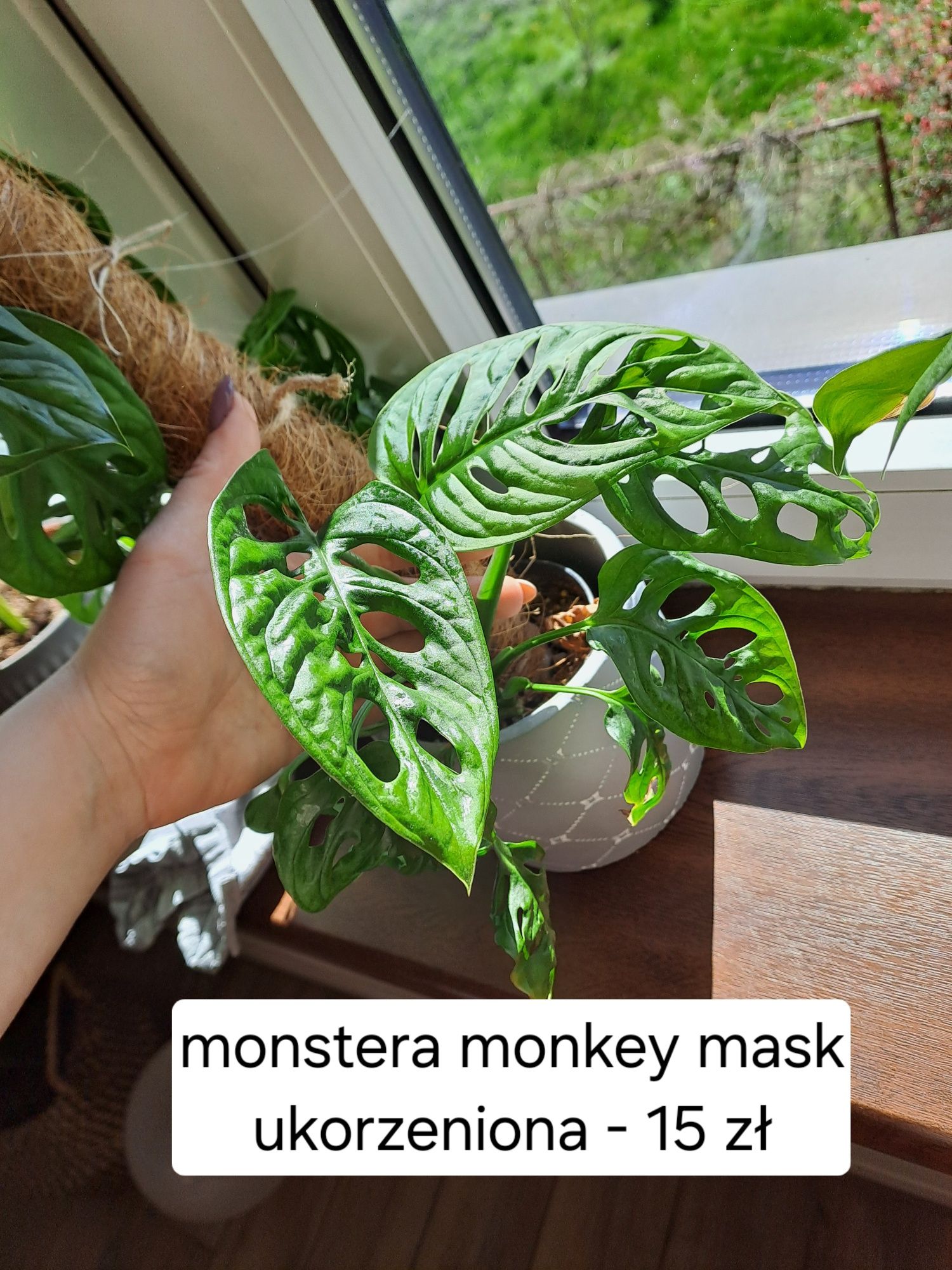 Monstera monkey mask sadzonka ukorzeniona