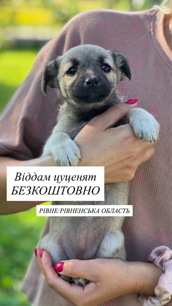 Віддам дівчаток цуценят безкоштовно
