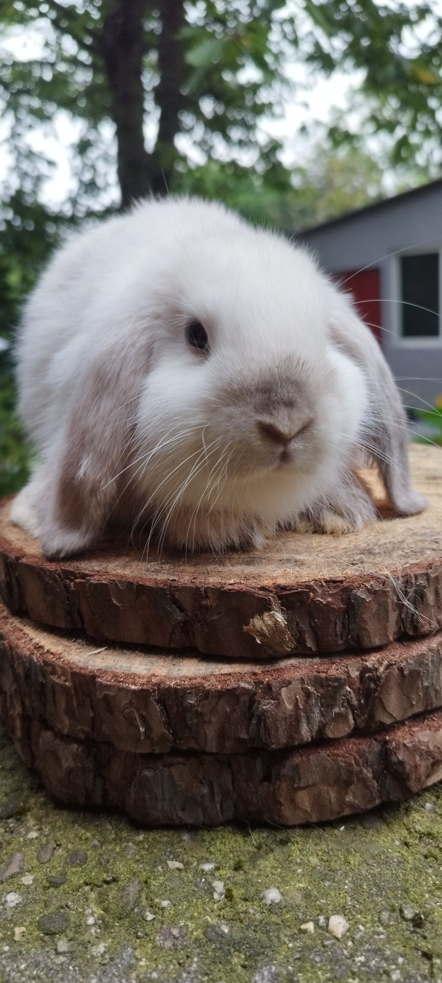 Królik miniaturka baranek mini lop karzełek Teddy