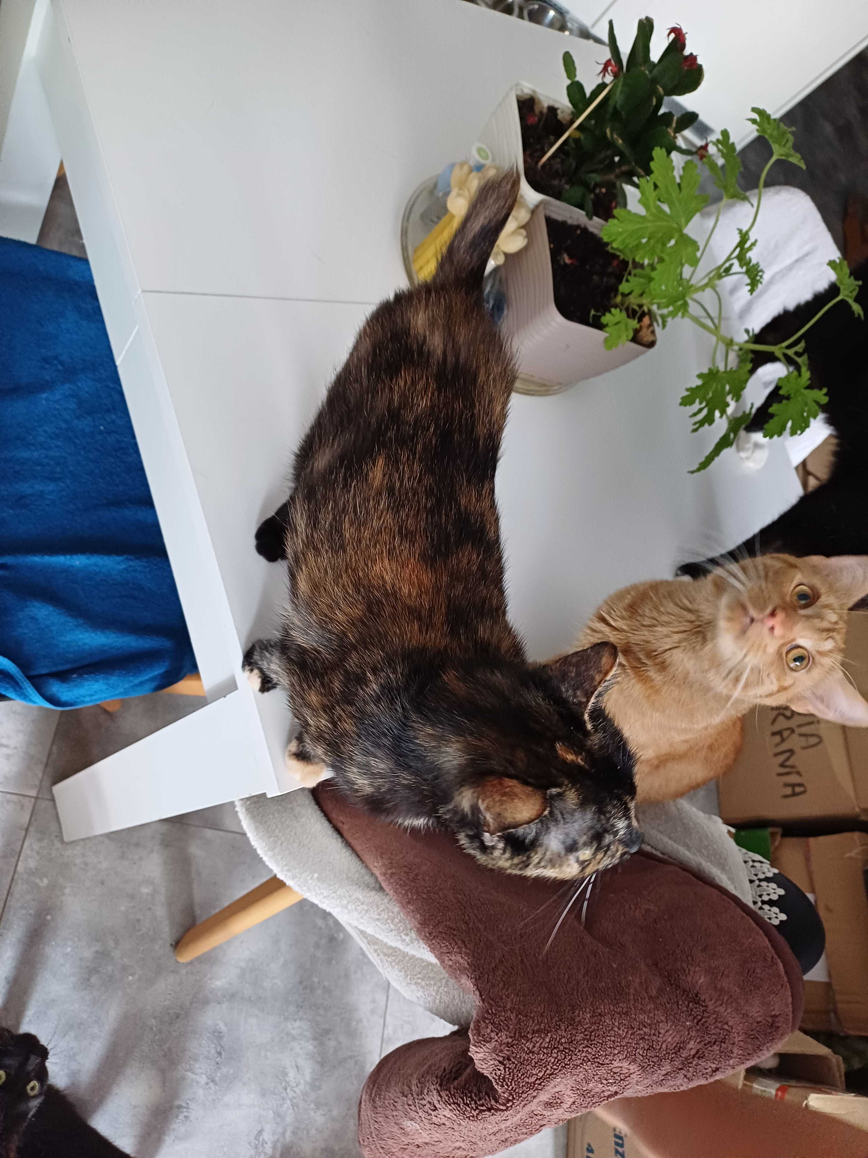 Kotka Bajaderka do adopcji