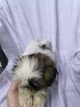 Suczka 13 tygodni Shih tzu