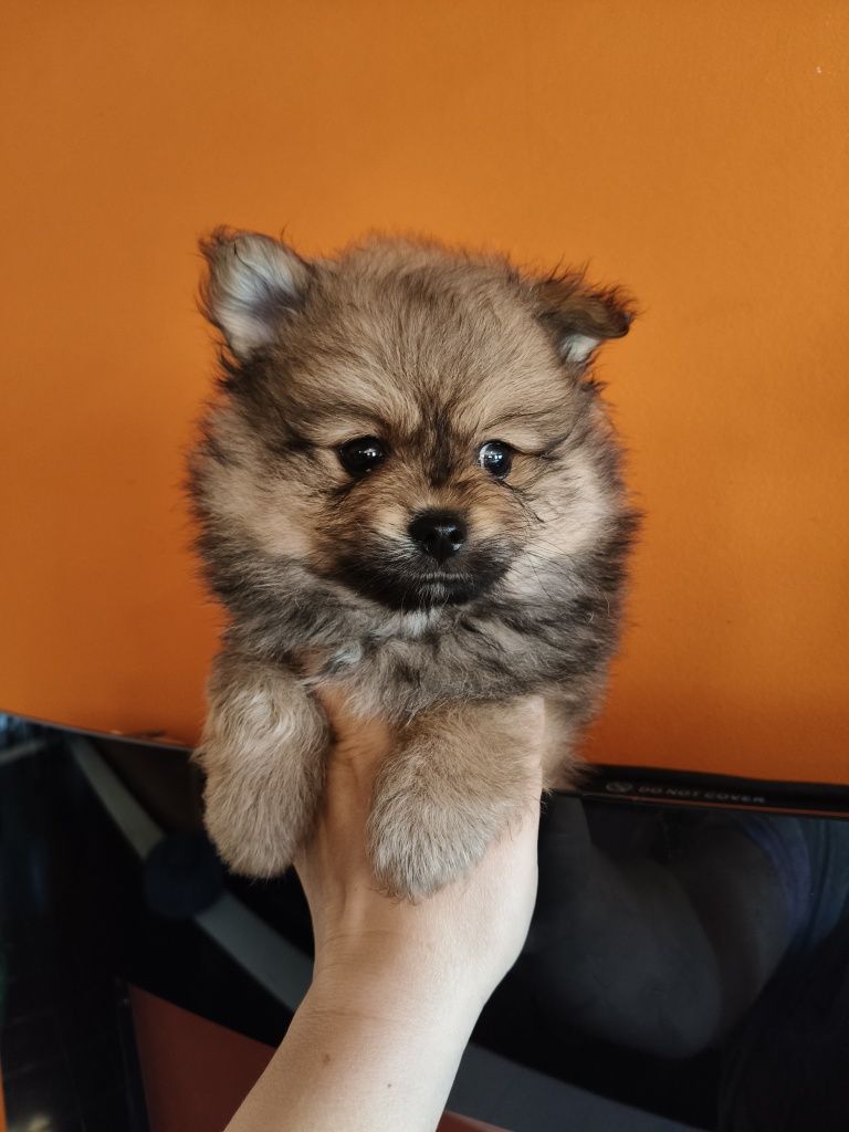 Spitz alemão masculino