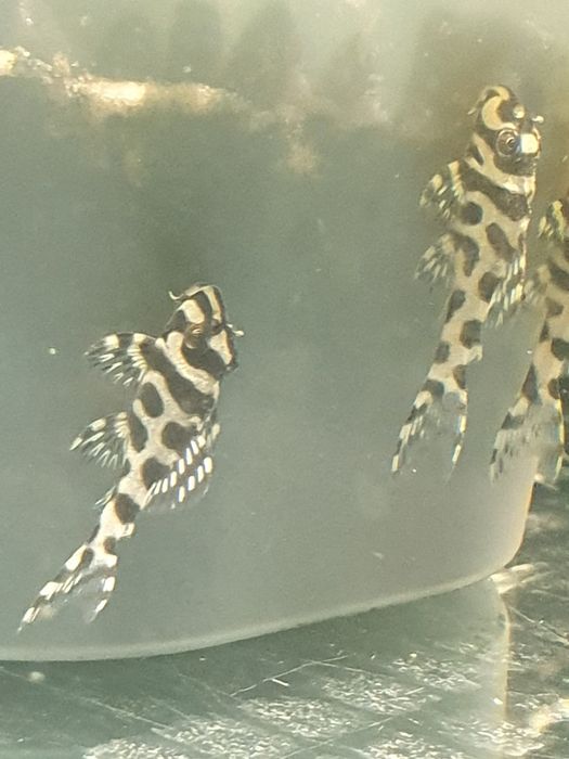 Zbrojnik L333 select