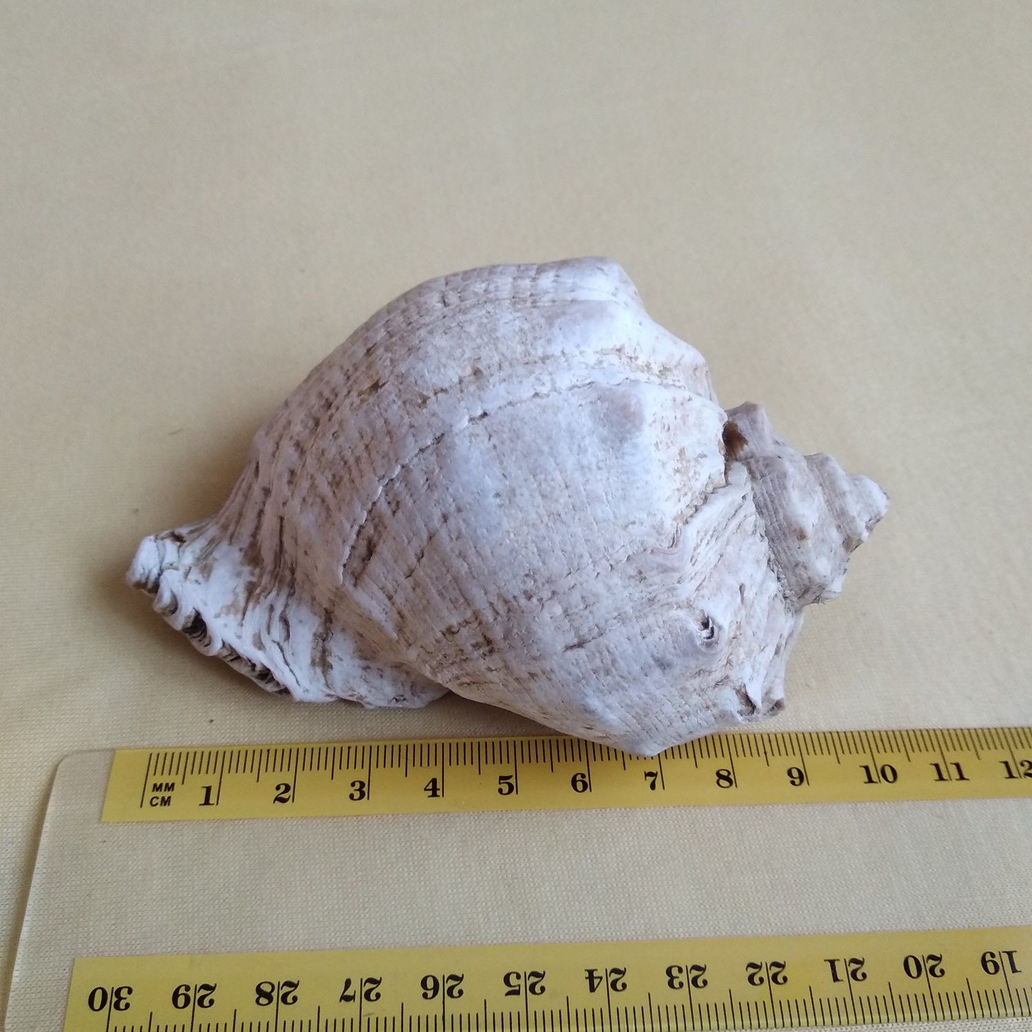 Małża muszla krab omułek skorupiak perła świdrak ostryga szczeżuja