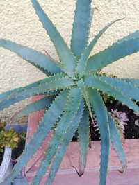 Suculentas tipo aloe vera