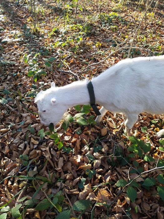 Смачне  козяче молоко