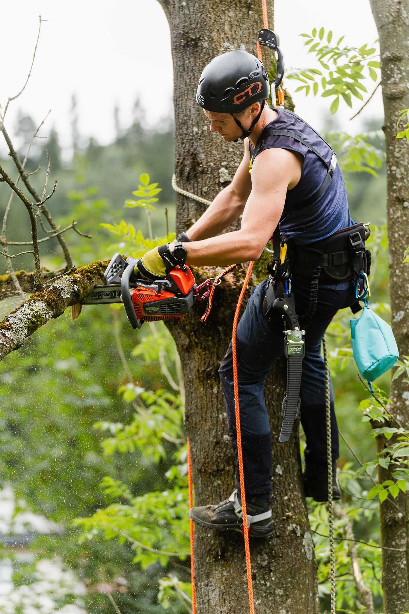 Wycinka i pielęgnacja drzew metodami arborystycznymi